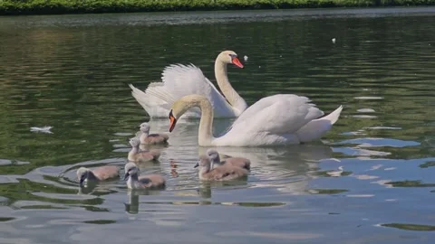Pair of Mute Swans Swimming with Five Cygnets Stock Footage 337231938