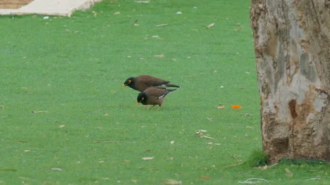 Pair of mynah on grass Stock Footage 91069694