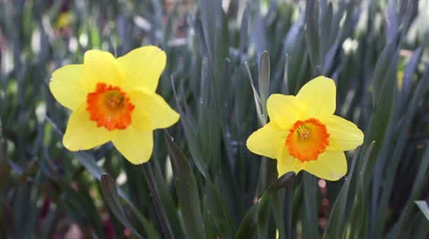 Pair of narcissus close up Video stock 22732658