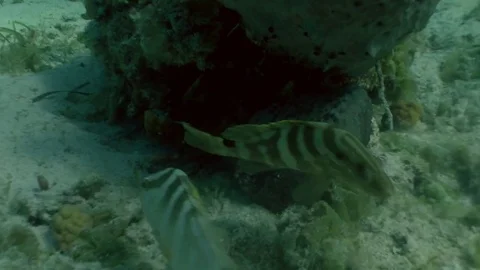 Pair of Nassau Groupers Stock-Footage 85241006