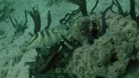 A pair of Nassau Groupers Stock Footage 85243846