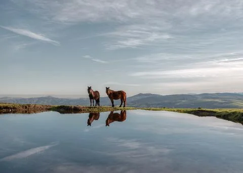 A pair of native horses are reflected in the pool Stock Photos