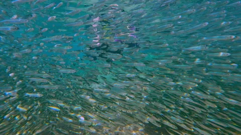 Pair navigates dense migration, looking at camera with cheerful wave from heart Stock Footage 329102705