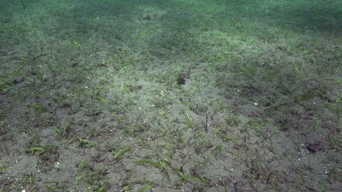 Pair of Needle cuttlefish (Sepia aculeata) on the sand in Zulu sea Dumaguete Video stock 90070399