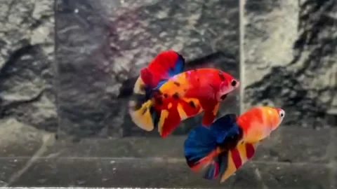 A pair of nemo galaxy color betta fish Stock Footage 245493934