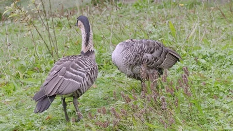 A pair of Nene gooses also known Hawaiian Goose (Branta sandvicensis) Video stock 164196459