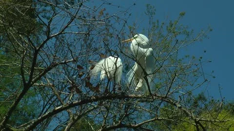 Pair of nesting egrets on tree top Stock Footage 11092846