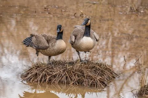 Pair of nesting geese Stock Photos