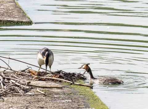 A pair of nesting Great Crested Grebe, Podiceps cristatus in Preston Docks, L Stock Photos