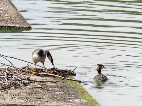 A pair of nesting Great Crested Grebe, Podiceps cristatus in Preston Docks, L Stock Photos