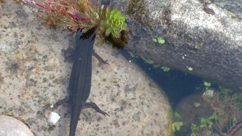 Pair of newts in pond Video stock 89993478