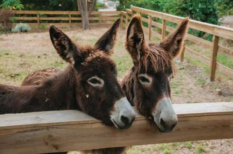 Pair of nice donkeys in a farm Stock Photos