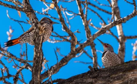 Pair of Northern Flickers Stock Photos