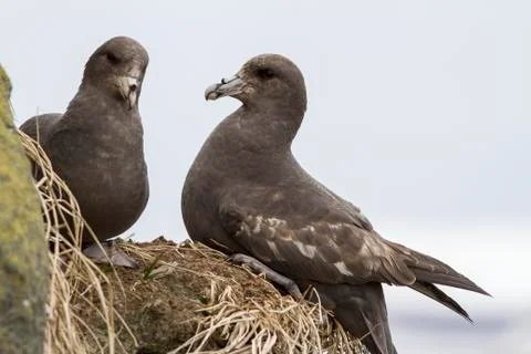 Pair northern fulmars dark morphs on the rocks near the nest Stock Photos