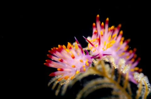 A Pair of Nudibranch Stock Photos