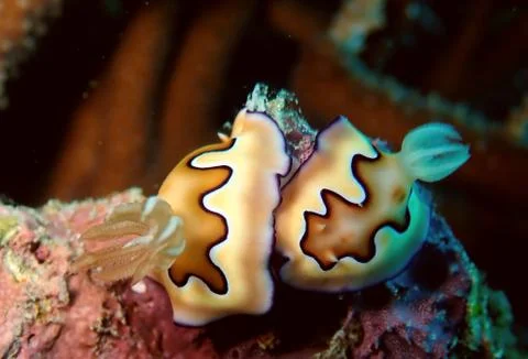 Pair of nudibranches mating Stock Photos