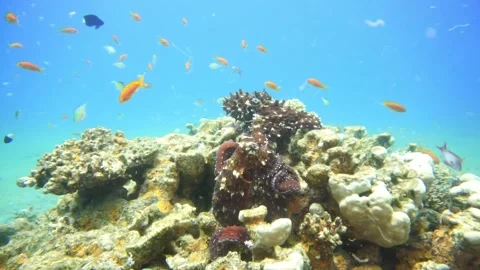 A pair of octopuses during courtship Stock Footage 310906157