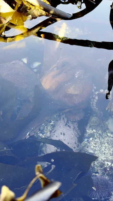 Pair of octopuses tangled and grappling in sea rock pool fighting over territory Vídeo Stock 336177657