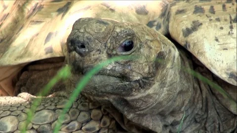 Pair of Old Turtles Blinking Eye Lids (extreme up-close) Stock Footage 76003415