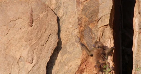 Pair of Olive Baboon climbing rock slope in savannah Stock Footage 310979663