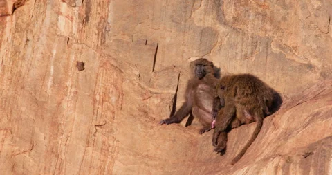 Pair of Olive Baboon with erect phallus in morning Stock Footage 310969398