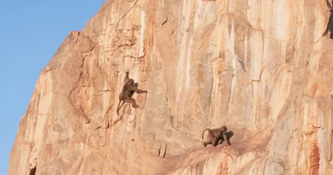 Pair of Olive Baboons climbing down a rock in savannah Stock Footage 310974806