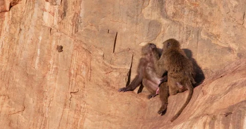 Pair of Olive Baboons grooming on a rock slope in morning Stock Footage 310970761