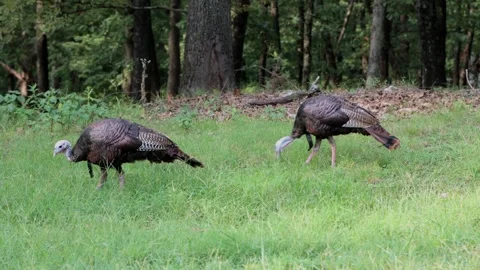 A pair or wild turkeys eating bugs - 4K Stock-Footage 250019446