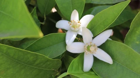 Pair of orange tree blossoms glowing in sunlight against dark foliage Stock-Footage 340561805