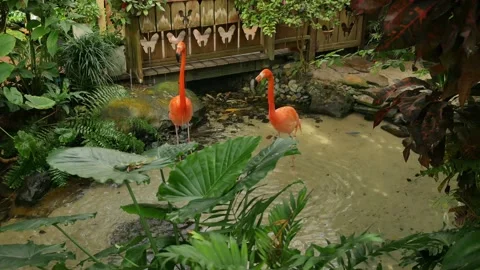 Pair of orange white flamingos standing in water  with green moss covered rocks Stock Footage 300811953