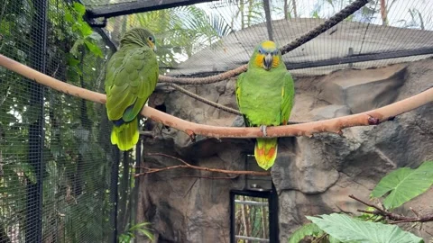 Pair of orange winged Amazon parrots perched on branch inside tropical aviary Video stock 326072083