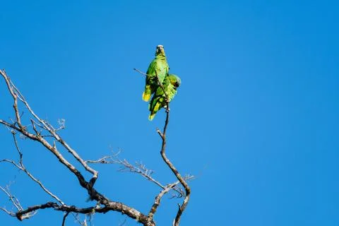 A pair of Orange-winged Amazon parrots preening and cleaning feathers atop a tre Stock Photos