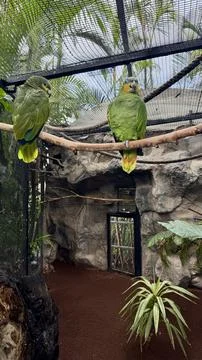 Pair of orange winged Amazon parrots perched on branch inside tropical aviary Stock-Fotos