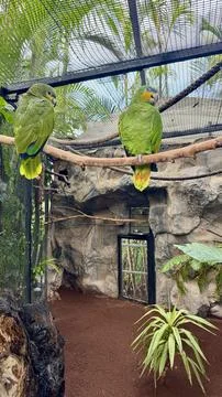 Pair of orange winged Amazon parrots perched on branch inside tropical aviary 스톡 사진
