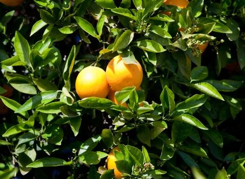 Pair of oranges in tree Stock Photos