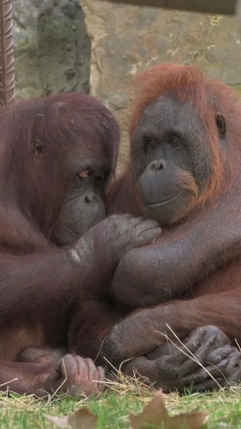 Pair of orangutans preening each other. Stock Footage 293605937