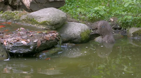 A pair of Oriental small-clawed otter (Aonyx cinereus) swimming in the pond. 動画素材 62913026