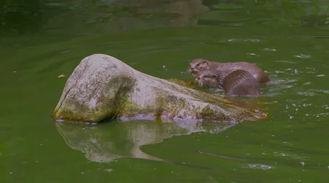A pair of Oriental small-clawed otters (Aonyx cinereus) in the pond. Stock Footage 55070433