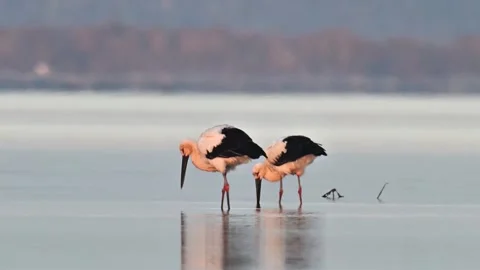 Pair of Oriental White Storks Foraging in Calm Water at Sunrise Stock Footage 330564910