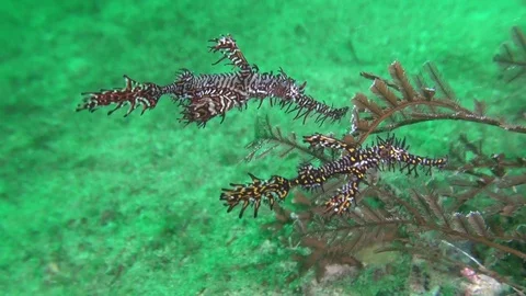 Pair of ornate ghost pipe fish Stock Footage 90797007