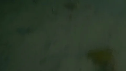 A pair of ornate ghost pipefish came with a onGeisterfisch Stock Footage 96710735