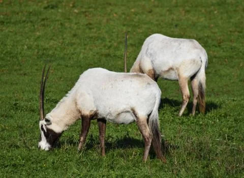 A pair of Oryx Stock Photos