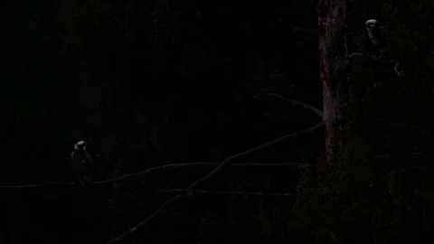 Pair of osprey at dusk in the wilderness Stock Footage 81723584