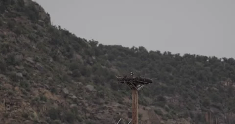 Pair of Ospreys at Manmade Nest Platform, Landing and Nest Building Interaction Stockbeeldmateriaal 333268132