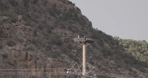 Pair of Ospreys Scanning and Tending Nest on Manmade Platform, Medium Wildlife S Stockbeeldmateriaal 333268082