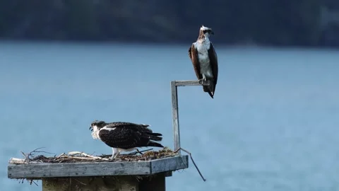 Pair of ospreys at their nest. Stock Footage 345478801
