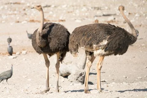 Pair of ostriches Stock Photos