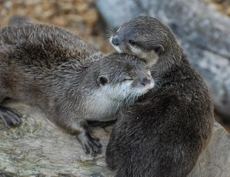 A pair of Otters nuzzling together on a log Stock Photos