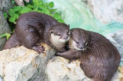 A pair of otters Stock Photos