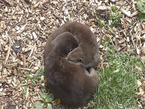 Pair of otters snoozing on each other Stock Footage 79957385